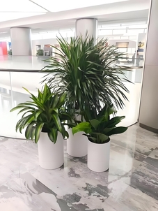 宁波鄞州绿植租摆方案，满足多样绿植需求